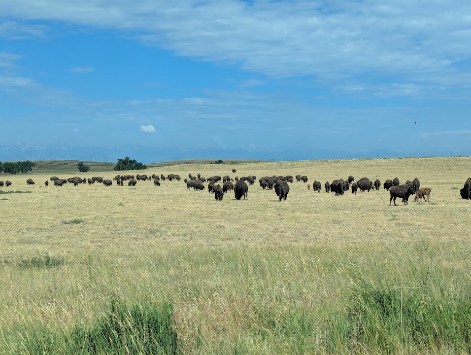 Rocky Mountain Arsenal - Lake Ladora hike